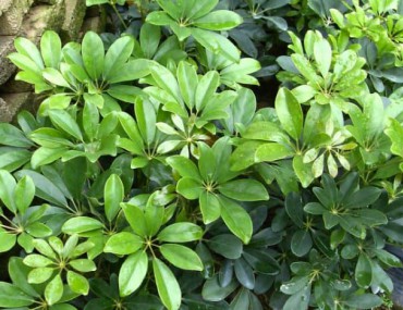 Cây ngũ gia bì: Phân loại - Tác dụng - Bài thuốc hay trị bệnh