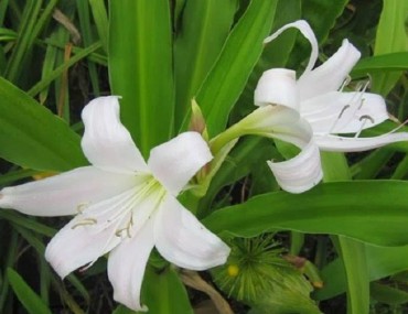 Cây trinh nữ hoàng cung: Tác dụng - Cách uống - Giá & Địa chỉ mua