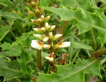 Hoàng liên ô rô (cây mật gấu) - Công dụng - Cách dùng - Lưu ý