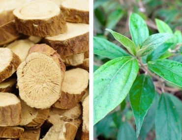 Vị thuốc khổ sâm cho rễ, công dụng chữa bệnh của khổ sâm