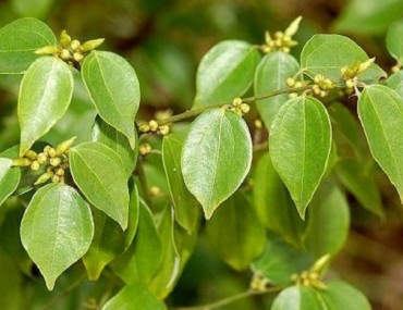 Cây ô dược là gì? Hình ảnh - Công dụng - Cách dùng