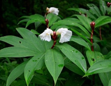 Mía dò: Tác dụng, cách dùng và những thông tin cần lưu ý