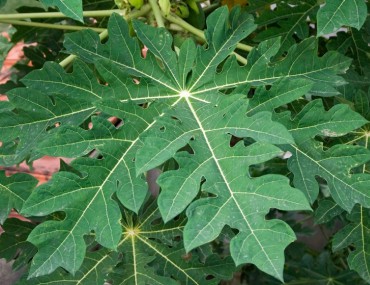 Lá cây đu đủ "thần dược" ít người biết đến