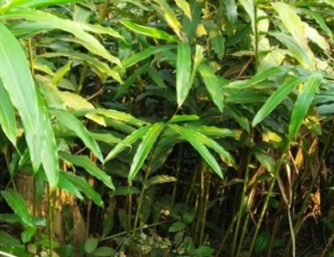 Sa nhân là gì? Những công dụng chữa bệnh của Sa nhân?