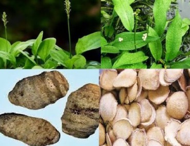 Trạch tả: Công dụng, cách sử dụng & bài thuốc ứng dụng