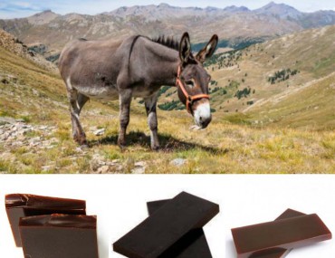 A giao là gì? Công dụng - Cách dùng - Bài thuốc hay chữa bệnh