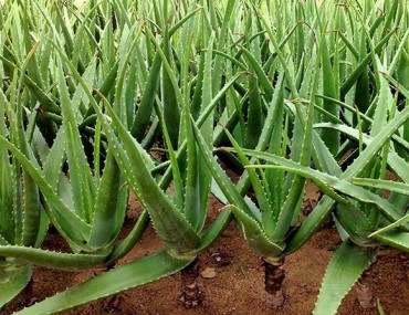 Lô hội: Công dụng, liều dùng, tác dụng phụ