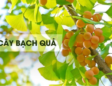 Bạch quả và công dụng chữa bệnh-liều dùng-kiêng kỵ