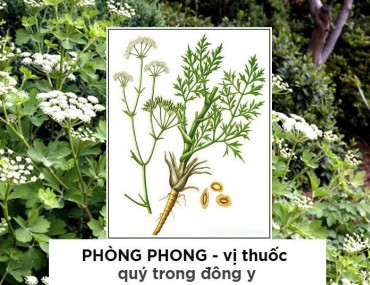 Phòng Phong - Công dụng, cách dùng và các bài thuốc từ Phòng Phong