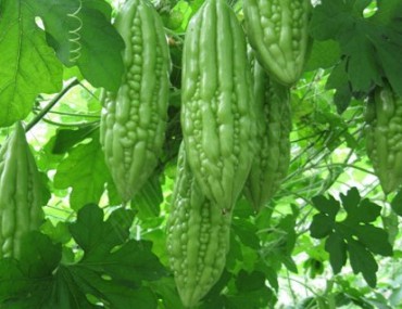Khổ Qua - Công Dụng - Liều Dùng - Lợi Ích