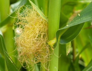 Tìm hiểu râu ngô có tác dụng gì và cách nấu nước râu ngô giải độc