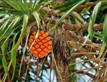 Cây dứa dại (dứa biển): Thành phần - Tác dụng - Cách dùng