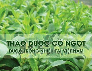 Cỏ ngọt: Công dụng và cách sử dụng hiệu quả