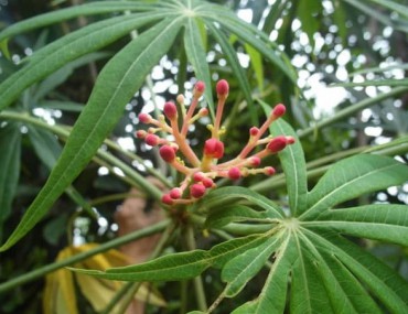 Đỗ trọng [tác dụng, cách sử dụng, ngâm rượu]