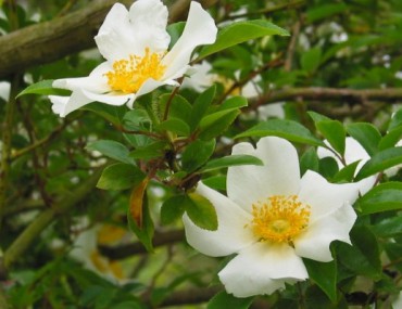 Cây kim anh: Thành phần, công dụng và những bài thuốc