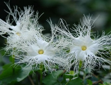 Thiên hoa phấn: Công dụng, hướng dẫn sử dụng, liều dùng