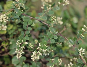 Vị thuốc rung rúc: công dụng, cách thức sử dụng trong y học cổ truyền và trong dân gian