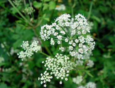 Khương Hoạt – Dược Liệu Quý Với Nhiều Công Dụng Bất Ngờ