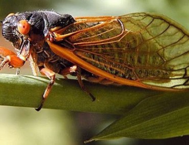 Thuyền Thoái (Xác Ve Sầu) - Vị Thuốc Quý Trị Bệnh