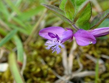 Viễn chí: Thảo dược giúp an thần, chữa ho