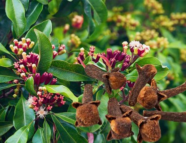 Đinh hương là thảo dược gì? Công dụng, liều dùng