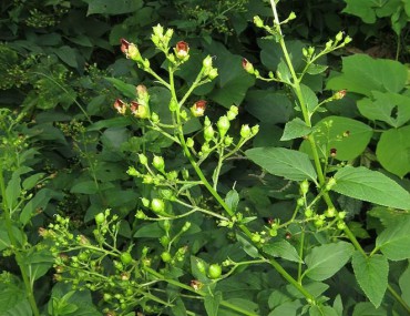 Huyền sâm: đặc điểm nhận dạng, công dụng và những lưu ý khi sử dụng vị thuốc huyền sâm