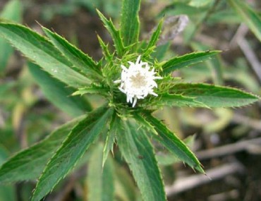 Thương truật, tác dụng chữa bệnh của Thương truật