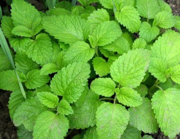 Bạc hà: Nhận biết vị thuốc bạc hà và những tác dụng đối với sức khỏe