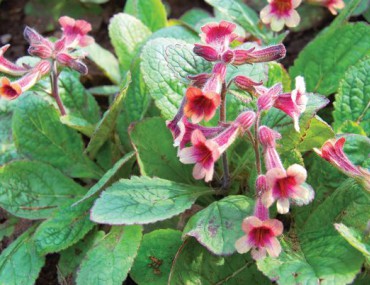 Thục địa: tác dụng chữa bệnh của thục địa