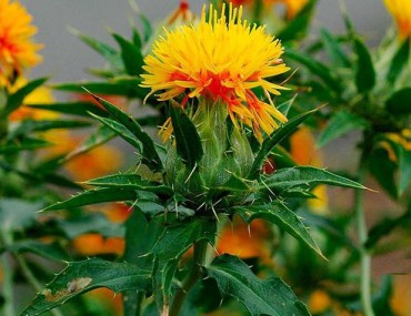 Hồng hoa có tác dụng gì? Tính vị và những bài thuốc