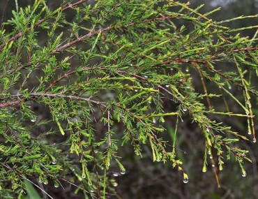 Cây Chổi xể: Công dụng trị bệnh và những bài thuốc chữa bệnh theo kinh nghiệm dân gian