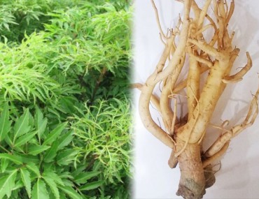 Cây đinh lăng là gì – Cách dùng, tác dụng của cây đinh lăng
