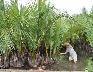 Cây dừa nước chữa bệnh gì? Liều dùng ra sao?