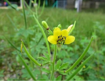 Cây màn màn – Tác dụng chữa bệnh, cách sử dụng, giá bán