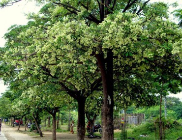 Cây Sữa: Các công dụng trị bệnh hay của cây hoa sữa