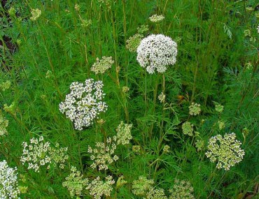 Cây xà sàng tử và các bài thuốc chữa bệnh từ xà sàng tử