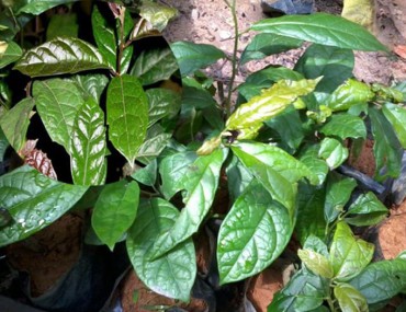 Xạ đen: Tác dụng, liều dùng và cơ chế hoạt động