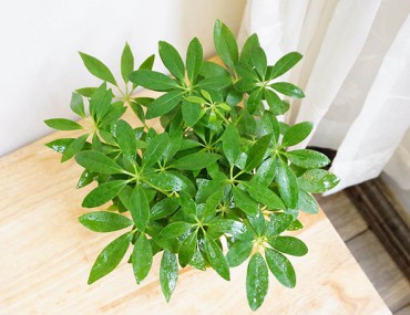 Hương Gia Bì – Công dụng, Liều dùng, Kiêng kỵ