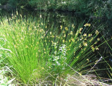 Đăng tâm thảo – Đặc điểm, cách dùng, liều lượng sử dụng