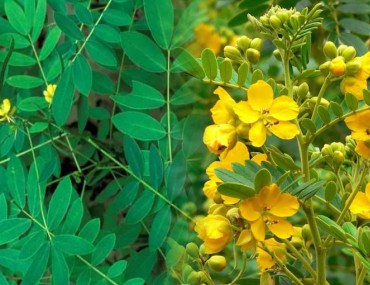 Phan tả diệp [tác dụng, cách dùng] trị táo bón, giảm cân hiệu quả