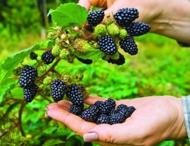 Vị thuốc phúc bồn tử và những công dụng chữa bệnh