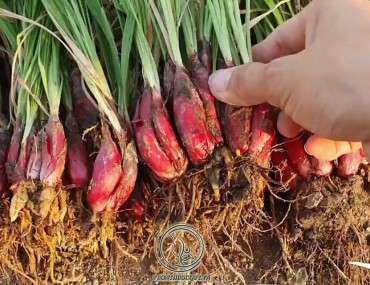 Sâm đại hành - tác dụng, liều dùng, kiêng kỵ