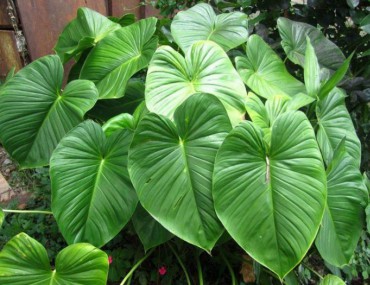 Thiên niên kiện: Tác dụng, một số bài thuốc chữa bệnh từ thiên nhiên kiện