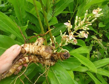 Cây riềng - tác dụng - liều dùng - kiêng kỵ