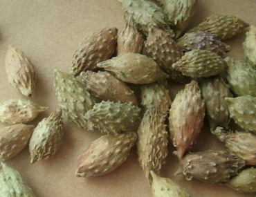 Thương nhĩ tử là gì? Công dụng, cách dùng, nơi bán?