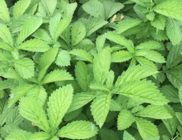 Tiên hạc thảo là gì? Công dụng, cách dùng và liều dùng ra sao?