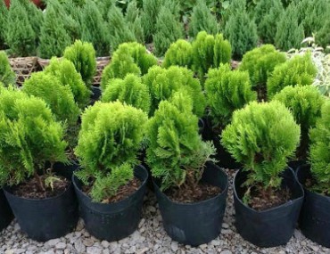 Cây trắc bách diệp và các bài thuốc chữa bệnh với trắc bách diệp