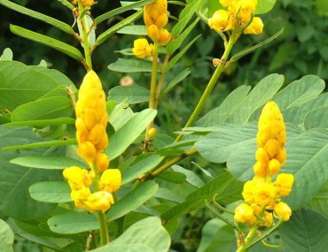 Cây muồng trâu là gì? Cây muồng trâu trị bệnh gì?