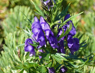 Cây ô đầu là cây gì? Công dụng chữa bệnh ra sao?