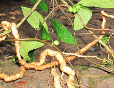 Cây ba kích và tác dụng của ba kích